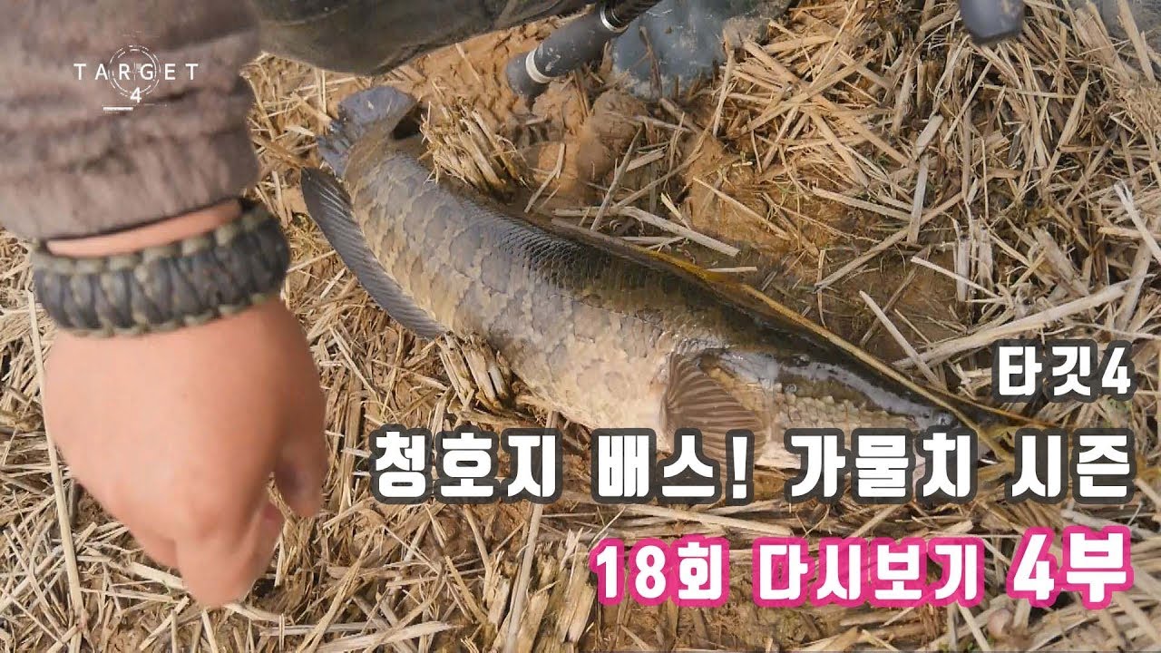 청호지 배스 & 가물치! [타깃4 18회 다시보기4부]
