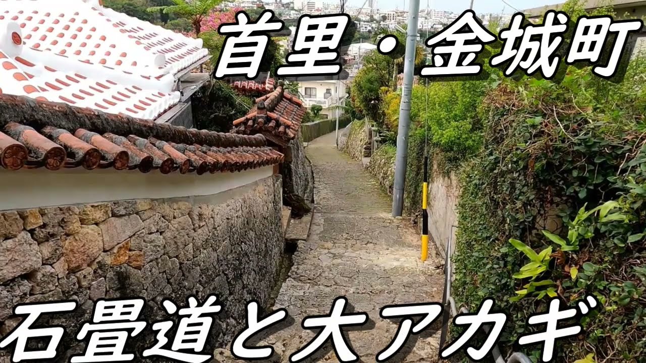 【沖縄ぶら散歩】【首里散歩】金城町石畳道周辺散策～首里城から出発するお散歩コース～真珠道～金城町石畳～樹齢２００年の大木を見る