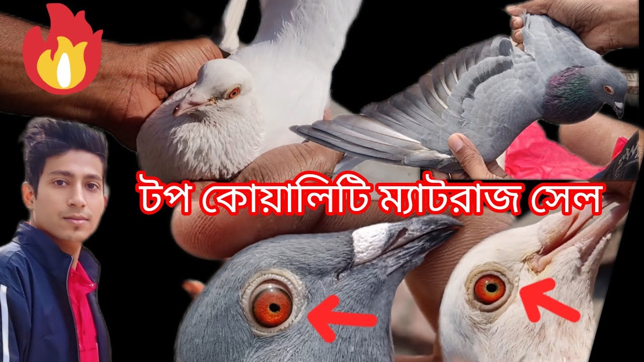 আরশাদ ম্যাগনেট পায়রার সেল#pigeon #youtube #pigeonlover (9609611762)