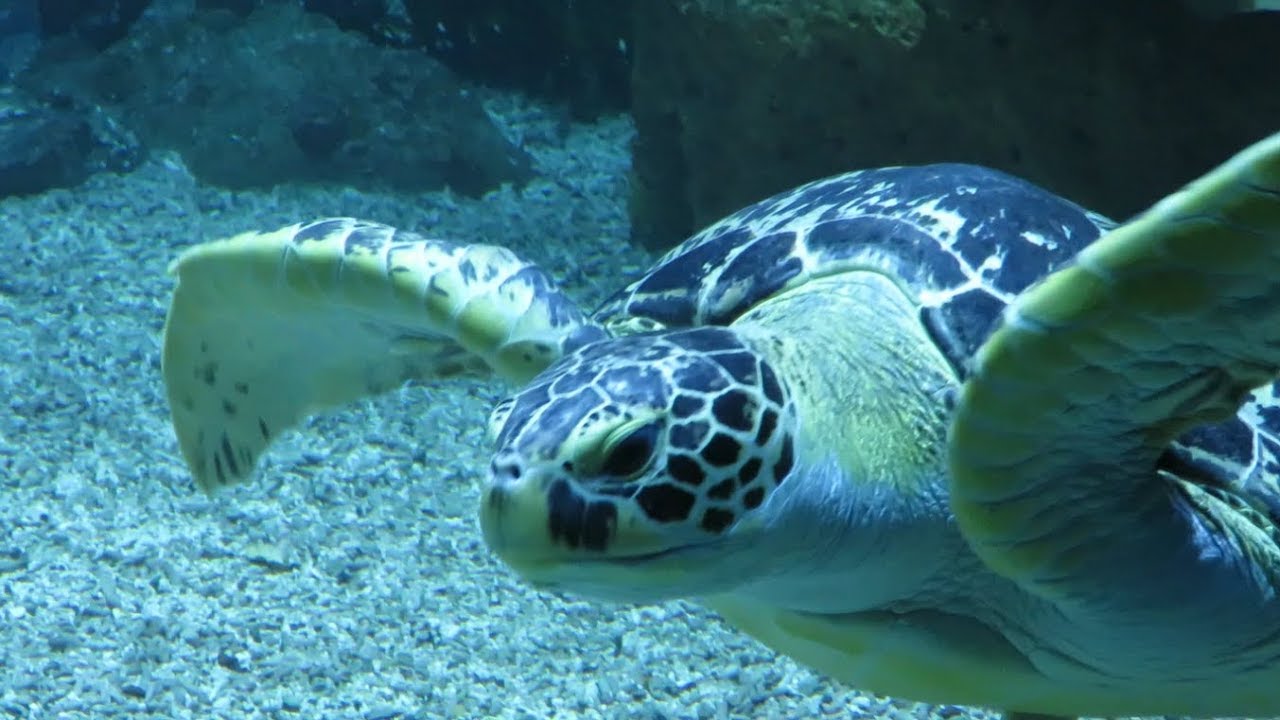 Haus Des Meeres (Agua Terra Zoo) Trip - (August 2017)