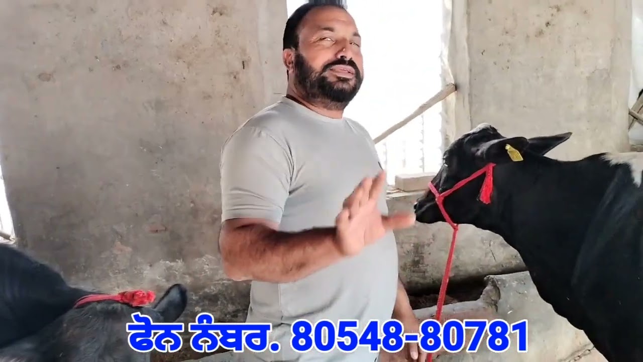 ਛੋਟੇ ਭਾਅ👉ਨਰਮ ਬੰਦਾ ਬਾਈ 💥 ਬਾਈ ਦੀਆਂ ਸੋਹਣੀਆਂ ਵਹਿੜਾਂ ਵਿਕਾਊ / Two Cows For Sale 