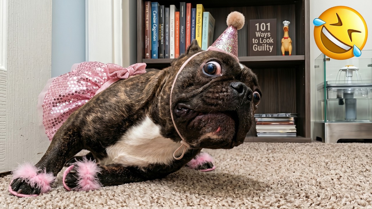 Try Not To Laugh 🤣 | Best Funny Animal Videos 🐕🐈