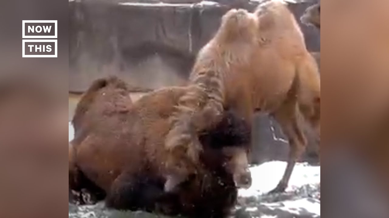 Camel Calf Snuggles With Father at Zoo #Shorts