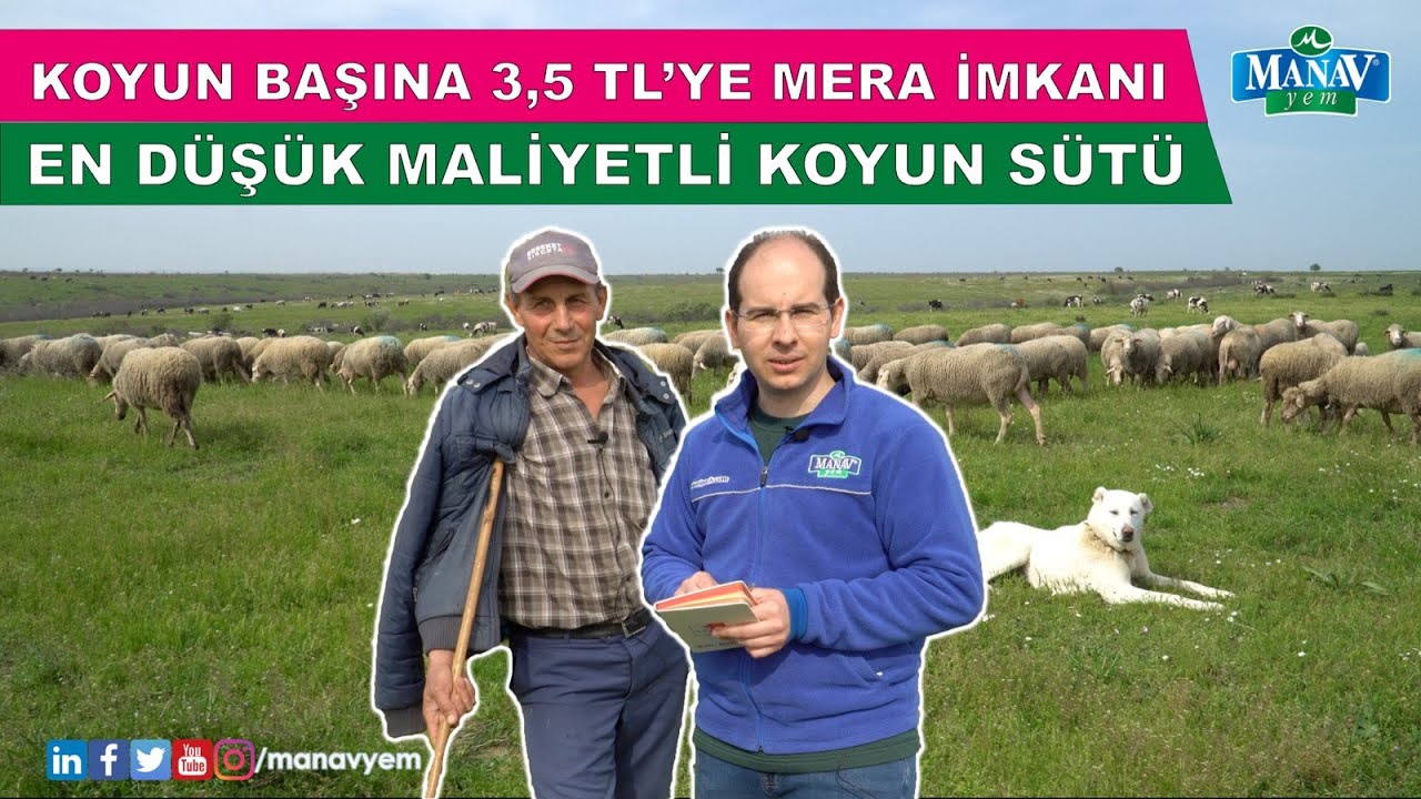 Koyun Başına 3,5 TL'ye Mera İmkanı - En Düşük Maliyetli Koyun Sütü