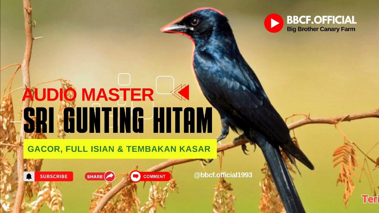 MASTERAN BURUNG SRIGUNTING HITAM GACOR FULL ISIAN & TEMBAKAN KASAR | 100% AMPUH@bbcf.official1993