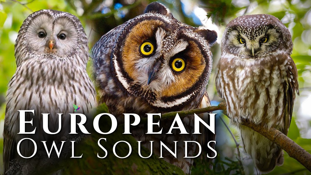 Лучшие звуки сов🦉Звуки европейских сов — познакомьтесь с 10 европейскими совами и их звуками