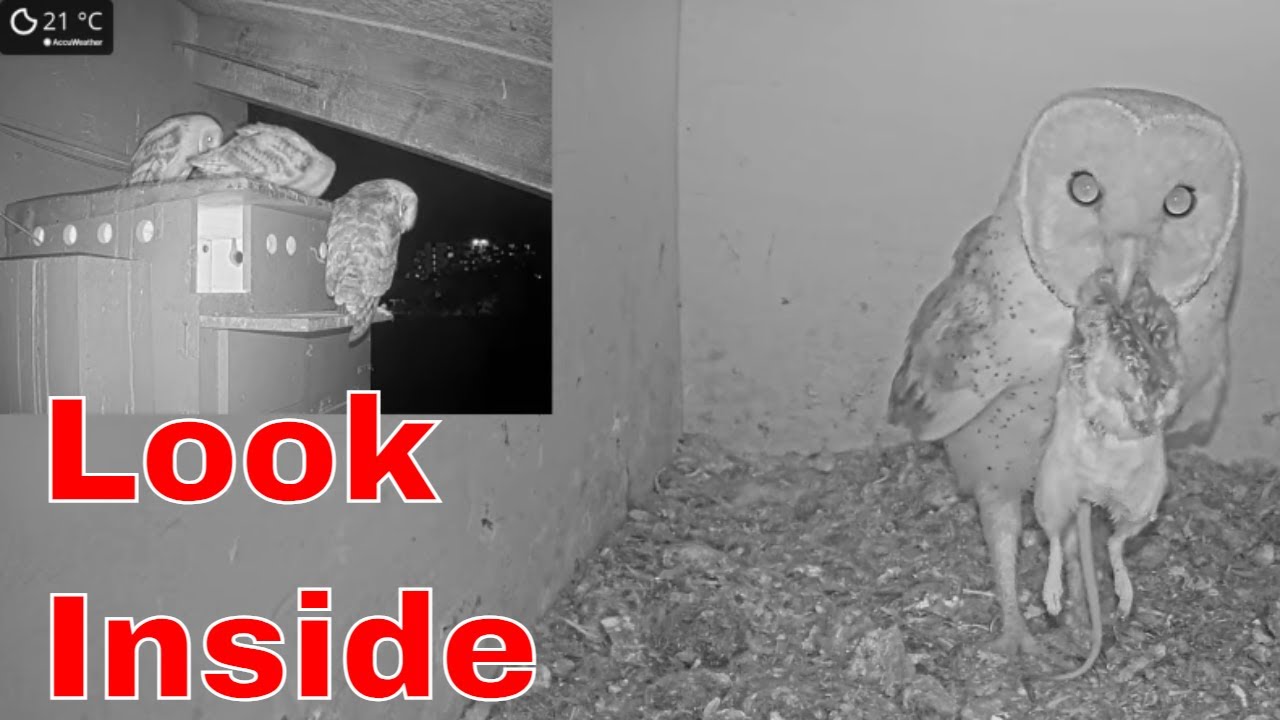 🦉💞 Beautiful Family Moment: Three Barn Owl Fledglings with Mom