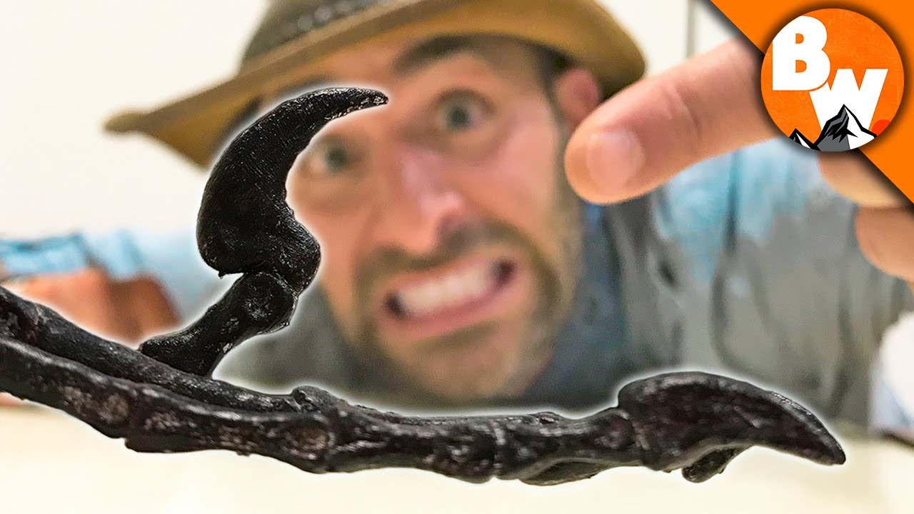 World's Smallest Raptor!