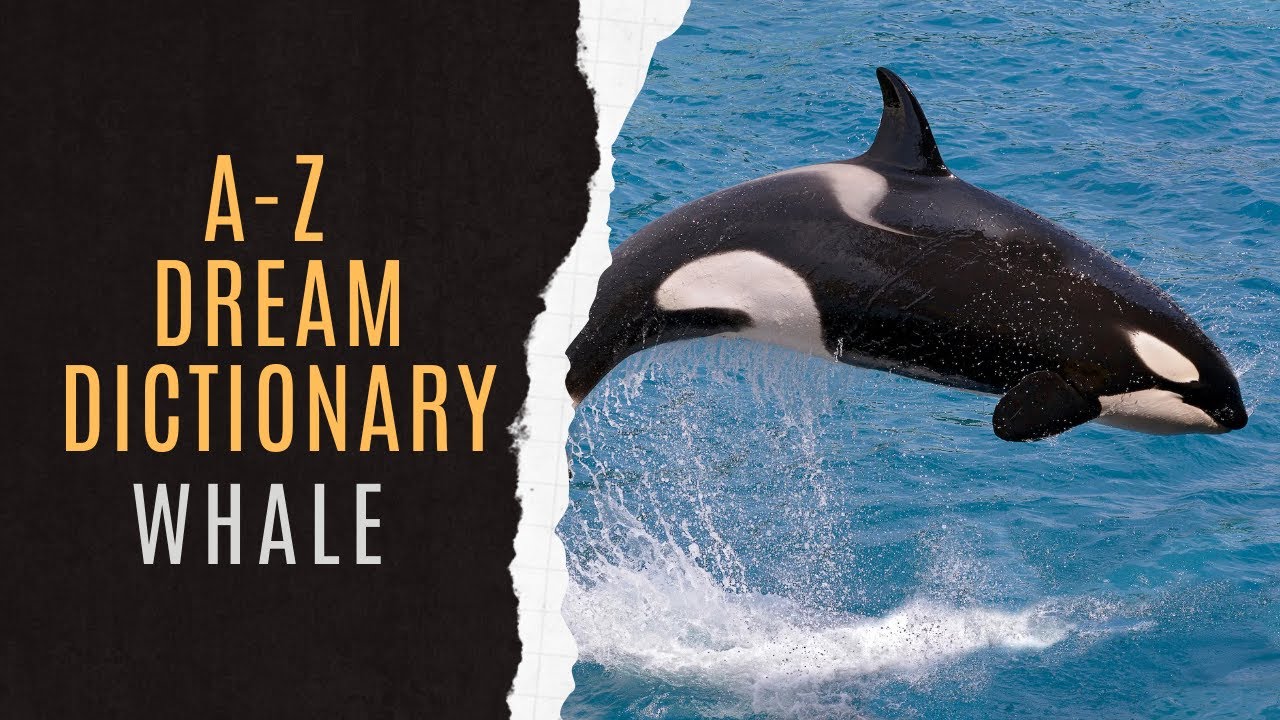 Dreaming About Whale | Whale Dream Symbolism | Whale Dream | Whale Dreams Explained