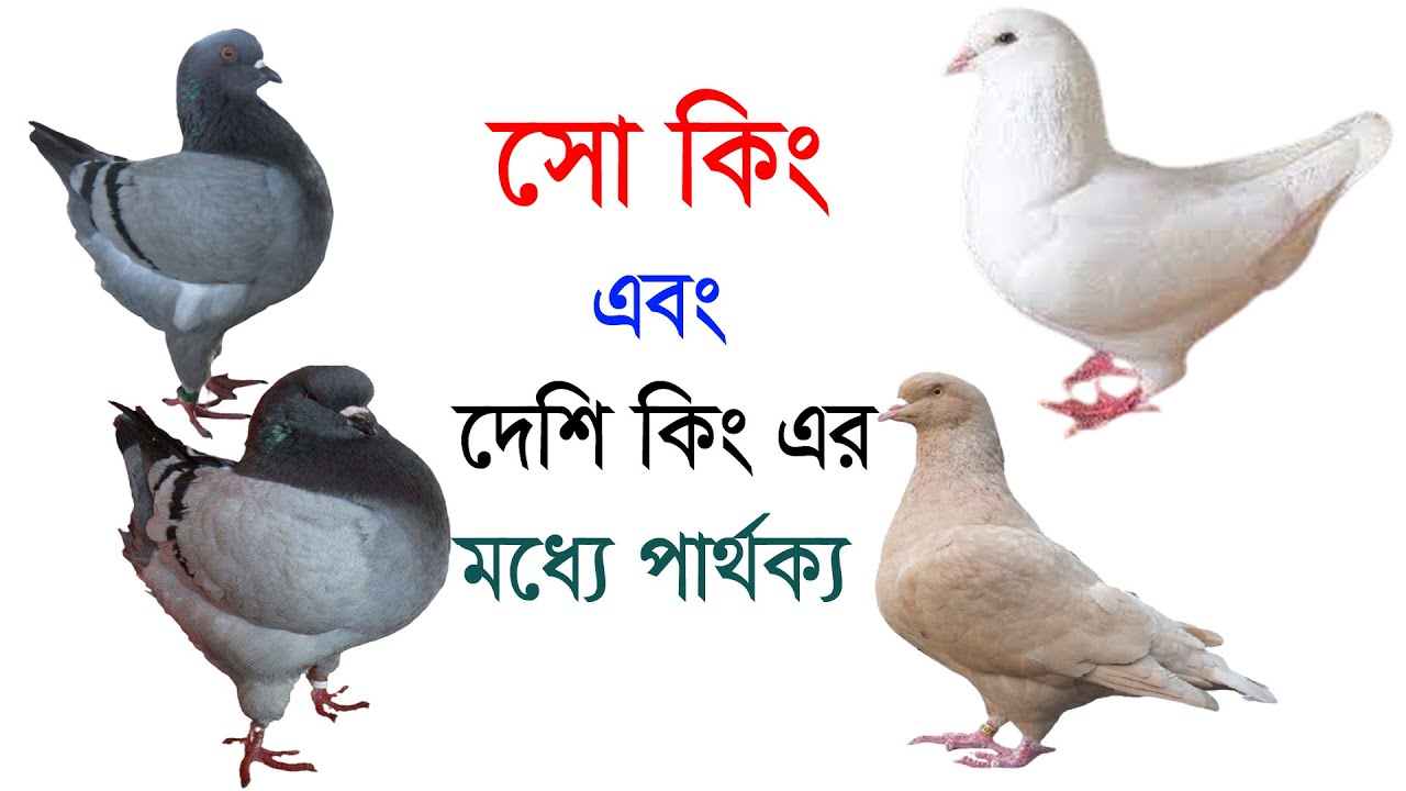 সো কিং এবং দেশি কিং এর মধ্যে পার্থক্য ও দাম নিয়ে আলোচনা। So King and Desi King differences