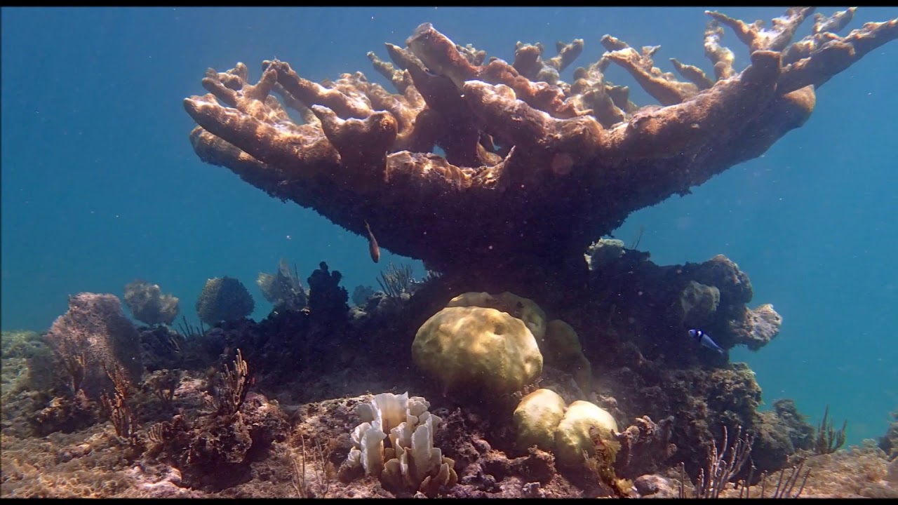 Snorkeling @ Memories Jibacoa, Cuba Oct 2019