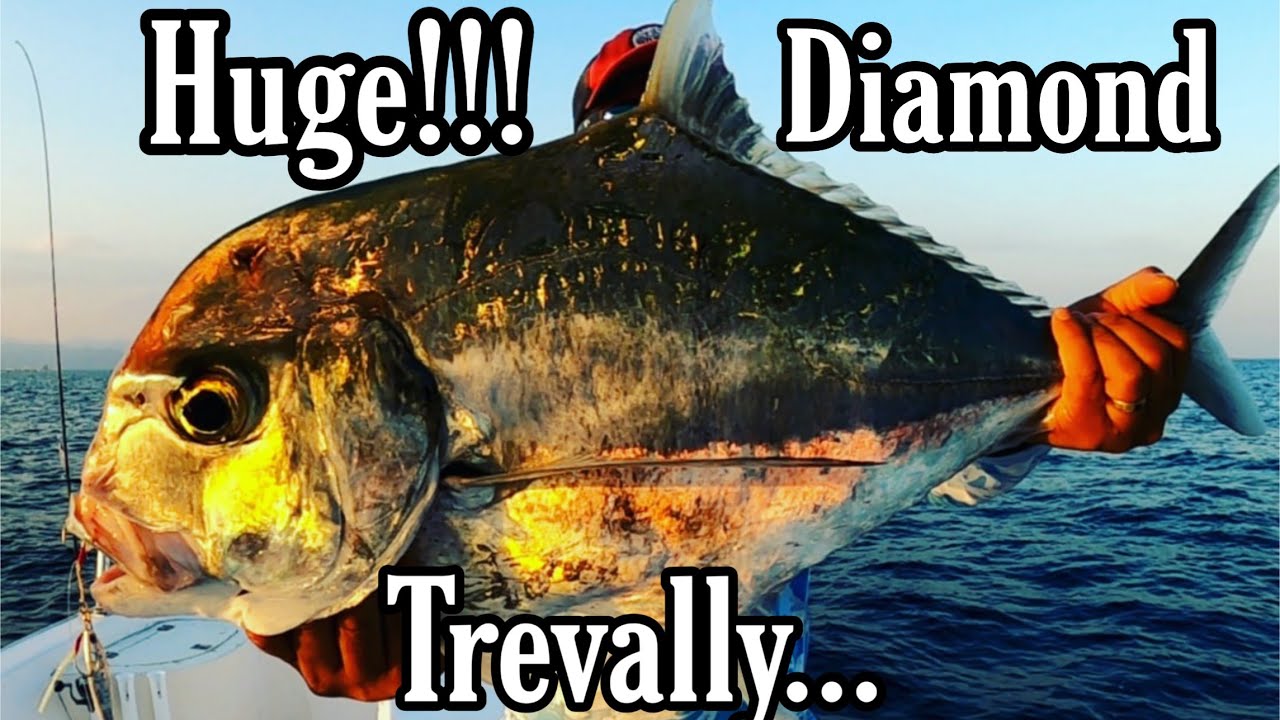 Dambuhalang sapsap hule sa maliit na jig | huge trevally | diamond trevally