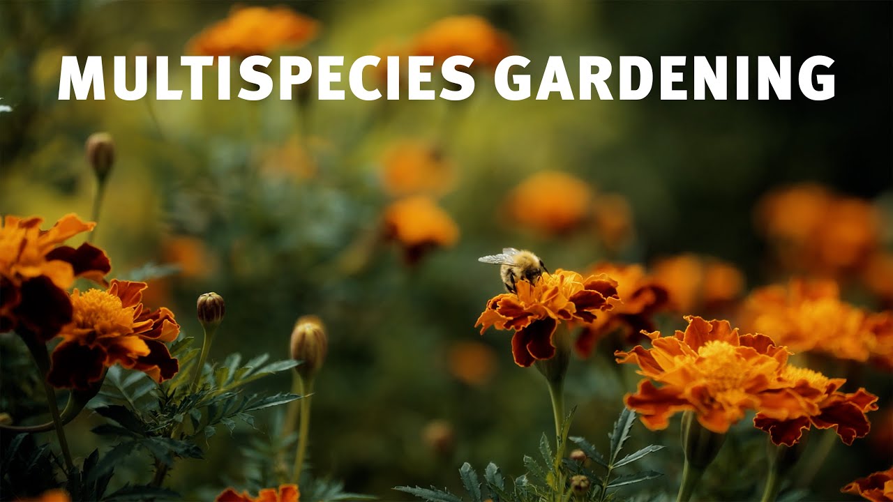 Multispecies Gardening: Gärtnern für Klima, Biodiversität & Gemeinschaft