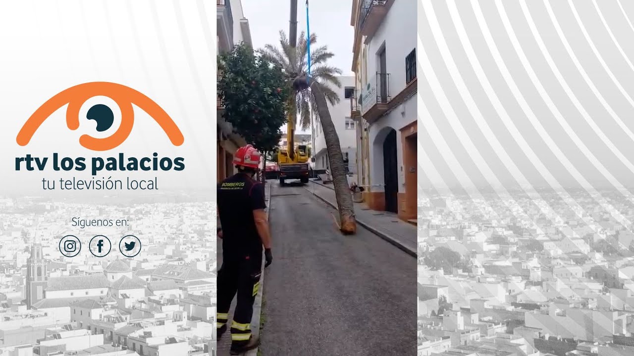 Los fuertes vientos obligan a retirar la palmera de la Parroquia Mayor