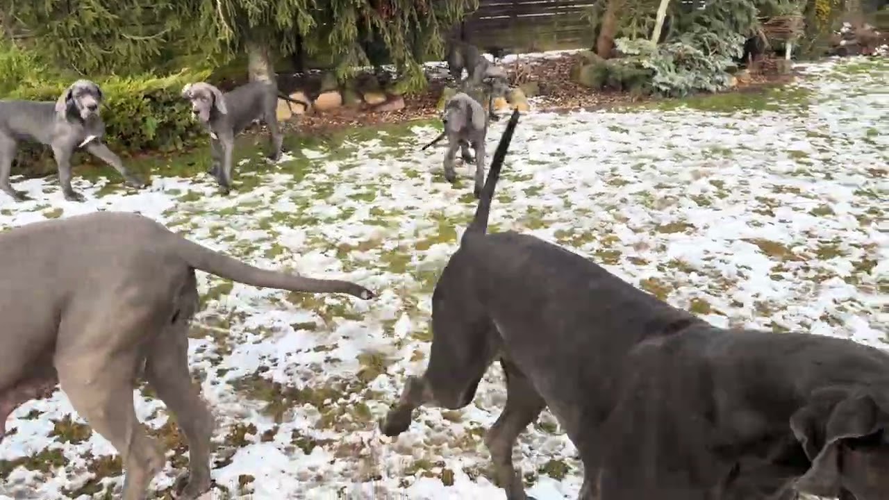 Great Dane Blue 3 months 