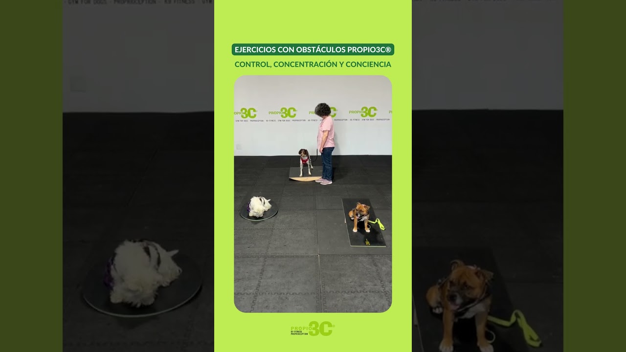 ✳️ OBSTÁCULOS PROPIO3C®. TABLAS DE EQUILIBRIO PROPIO3C® SEE SAW, WOBBLE BOARD y TABLA FREEMAN PROPIO