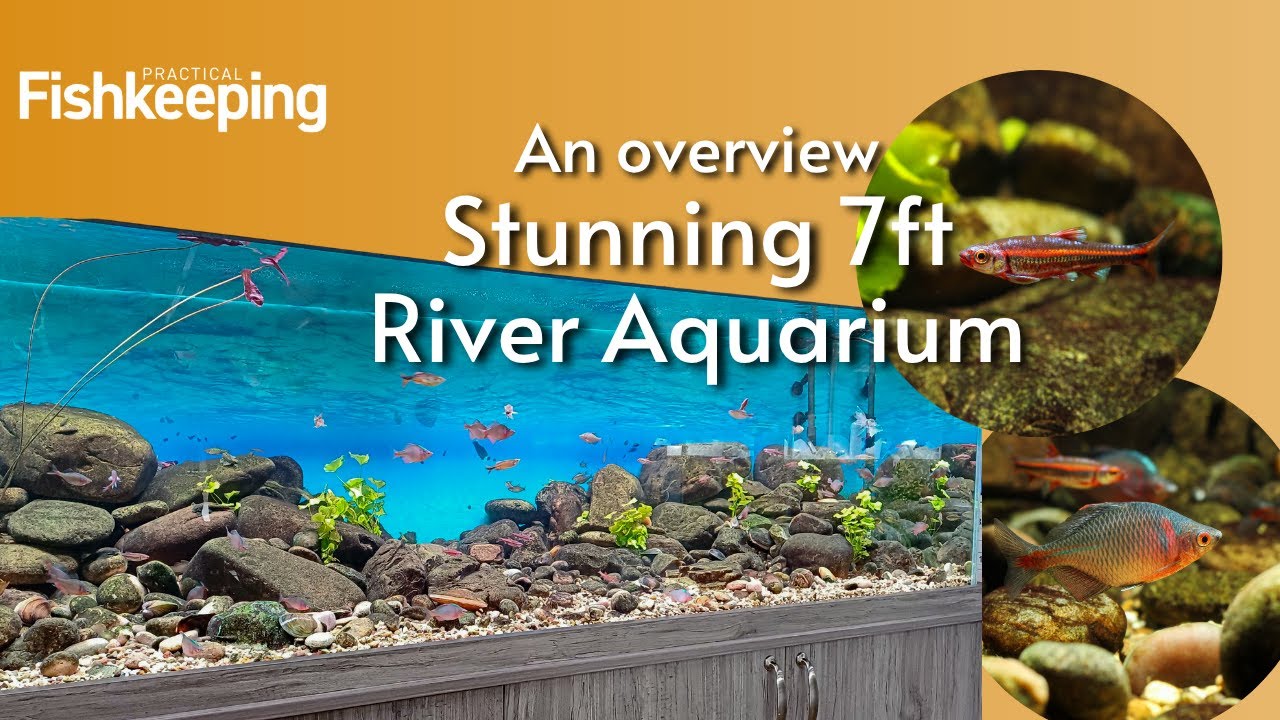 Incredible 750 litre River Aquascape- home to beautiful temperate fish