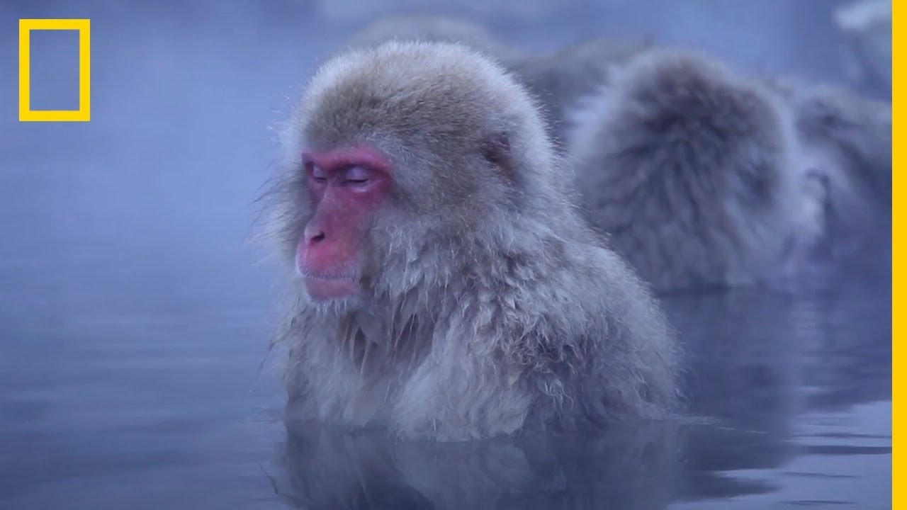 Monos de nieve MEDITATIVOS pasando el rato en AGUAS TERMALES  | National Geographic en Espa&ntilde;ol
