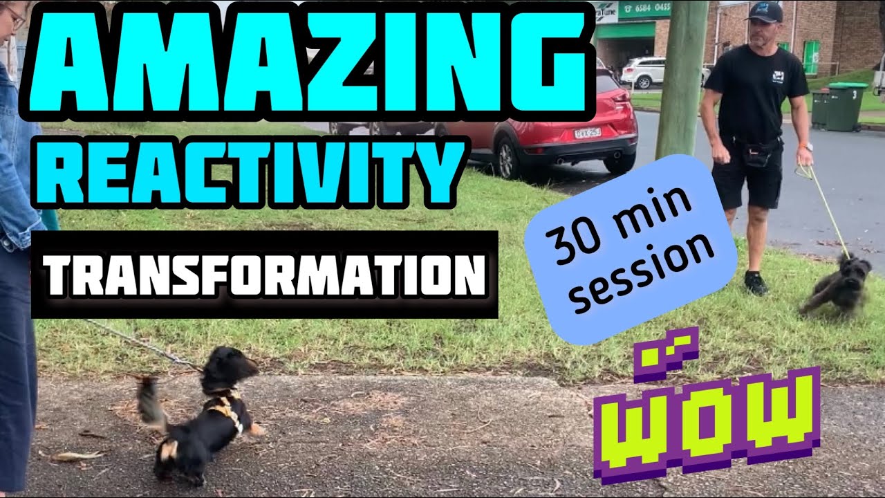 Amazing 30min REACTIVITY TRANSFORMATION #dog #dogtraining