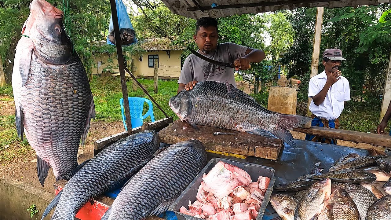 Huge Calta Fish Catch In Local Market |You Won&rsquo;t Believe the Size | Super Master Cutting Skills