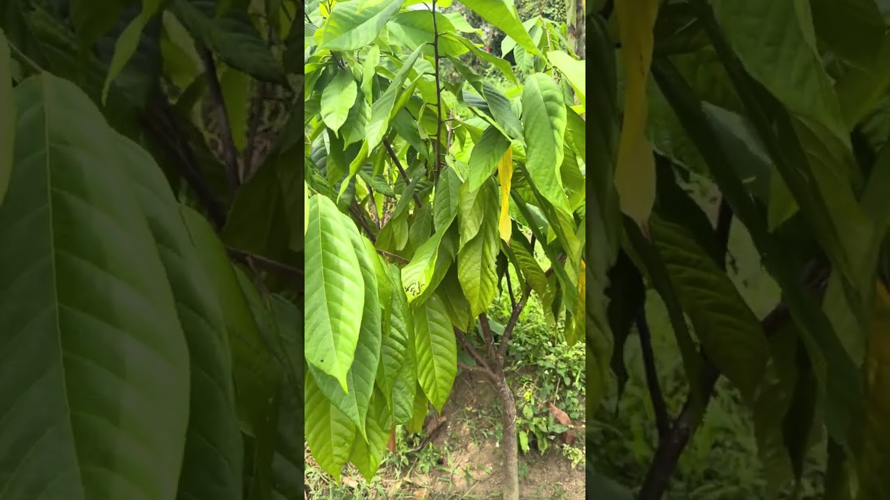 A couple of our fruit trees were growing in the Philippines 