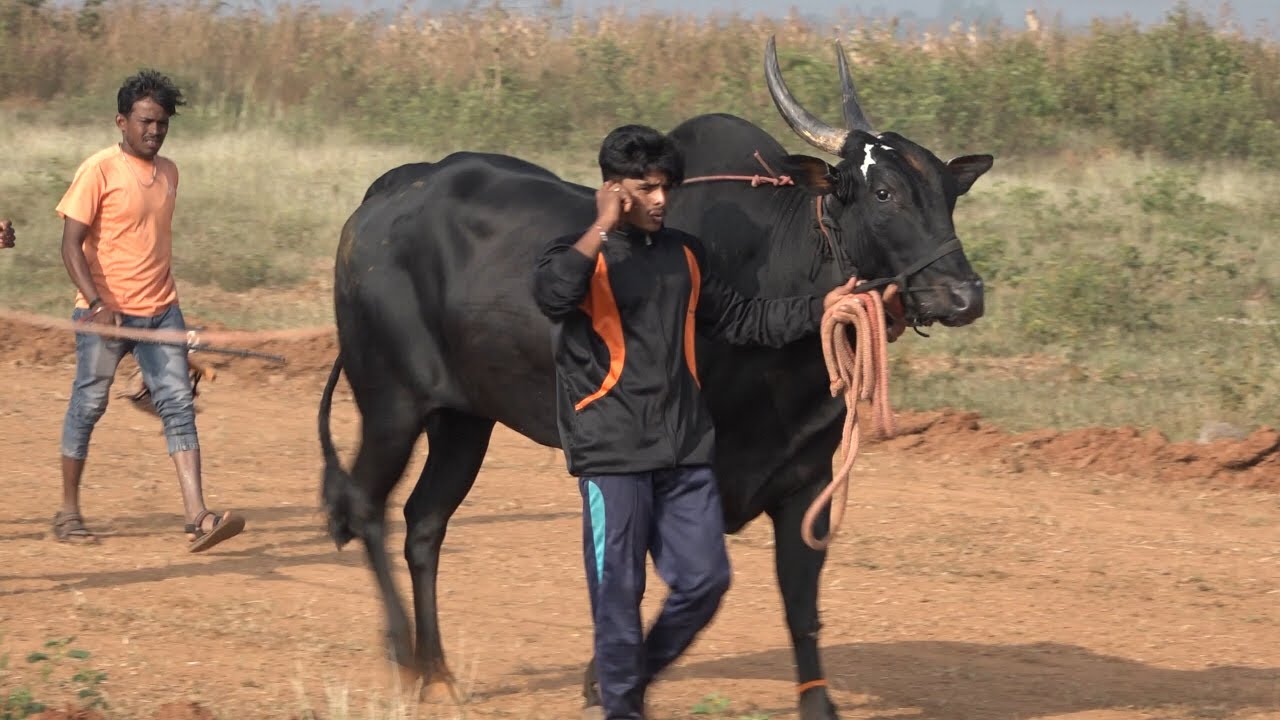 Khanapur Black Bull powerful running, Narendra bullock cart race