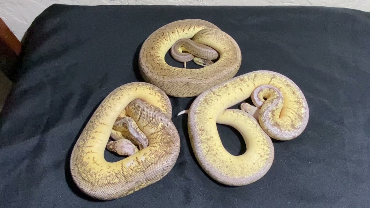 Ball Python Stacking Genes