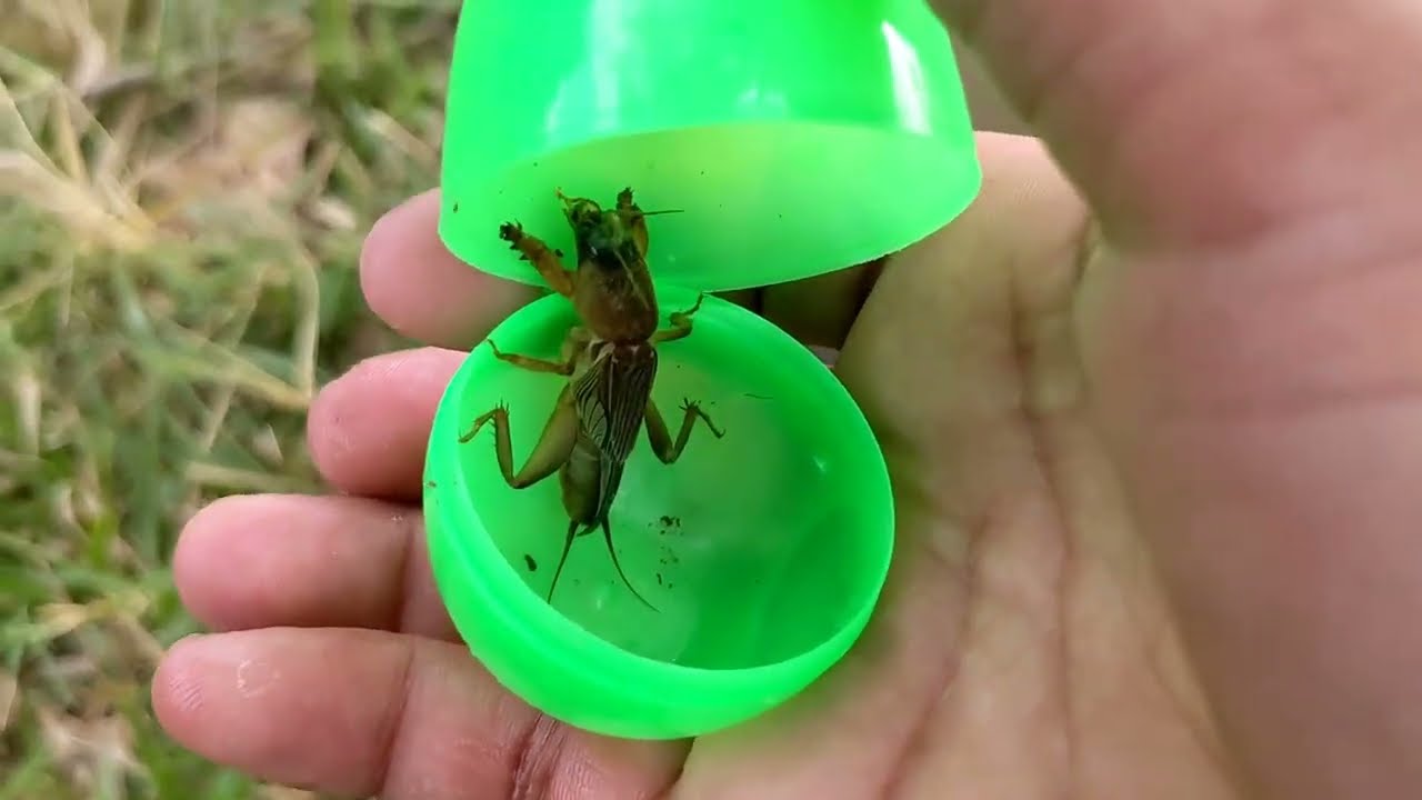 Eye-Catching Tropical Fish and Colorful Easter Eggs in Nature