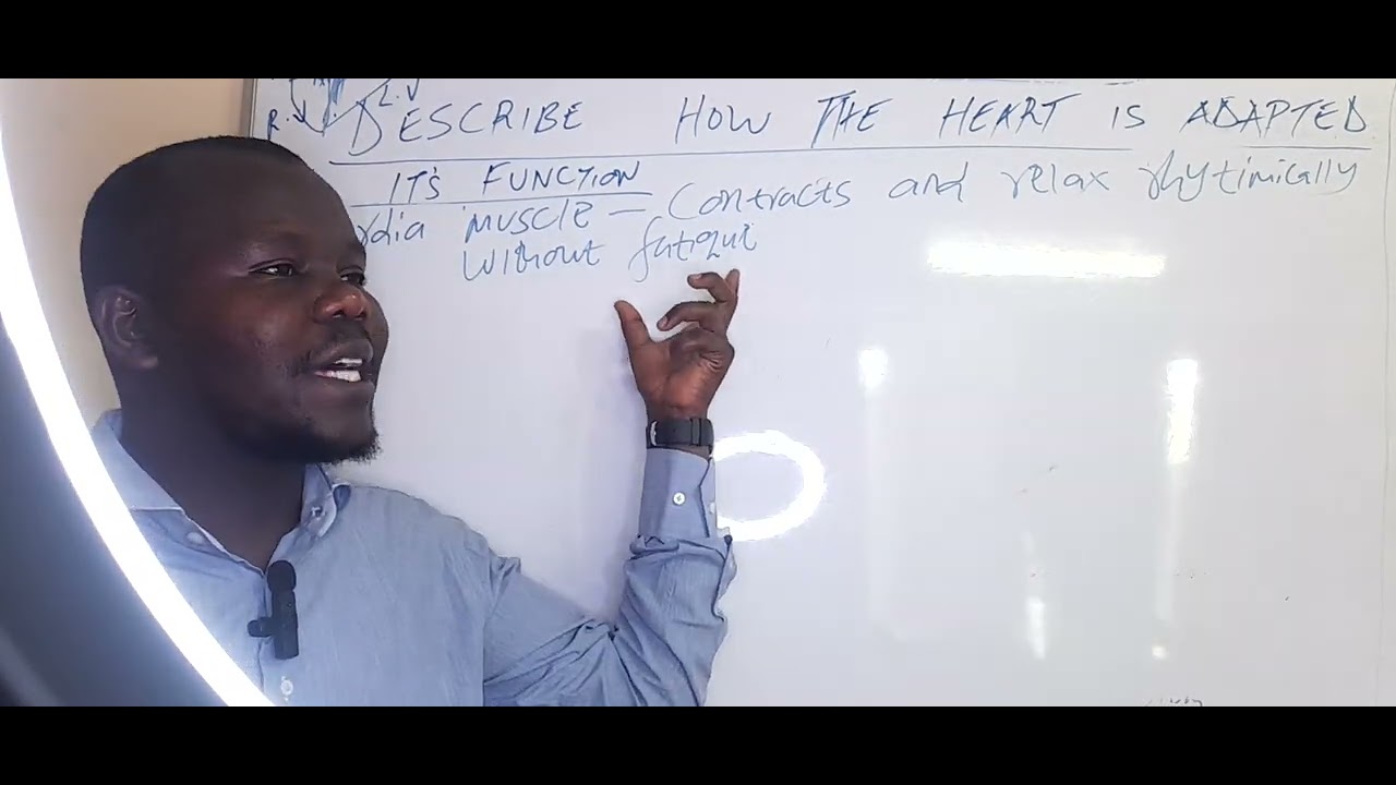 Adaptations of the heart to its functions.