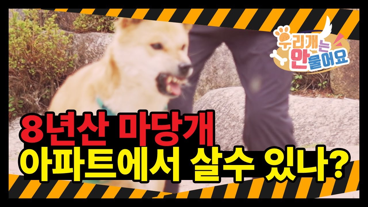 마당개로 살던 진돗개가 아파트에서 살수 있을까? 왜? 진돗개는 마당개로 키워야 한다고 생각할까요? #우리개연구소 #진돗개 #마당개