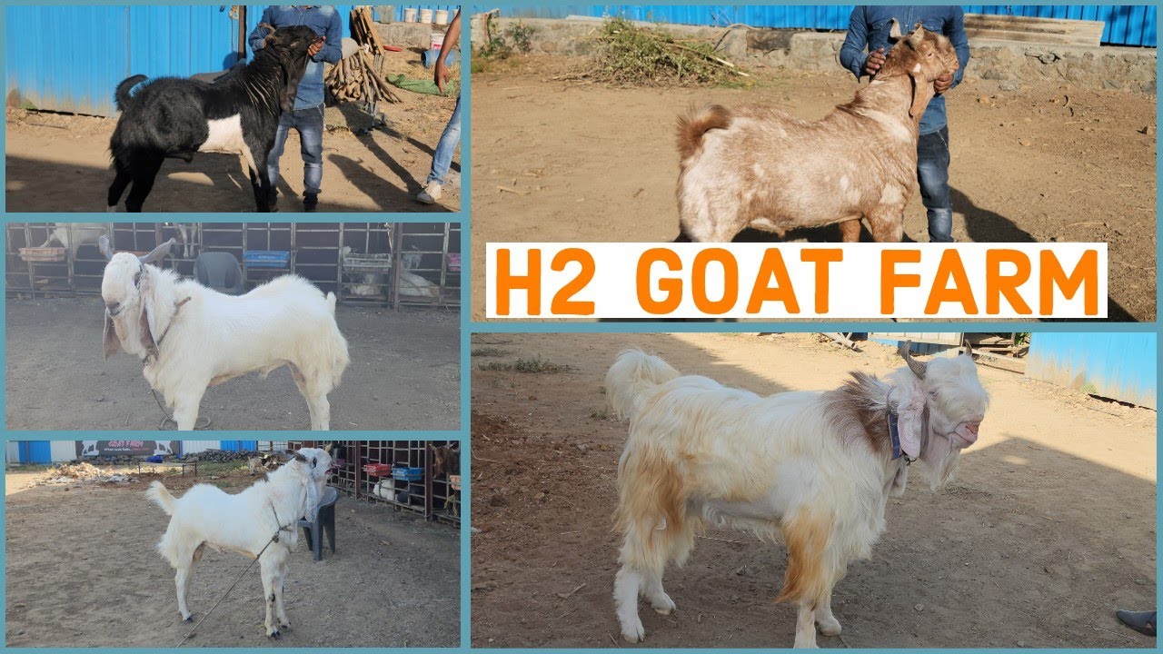 H2 Goat Farm Pe Achanak Se Koi Bhi Bakre nikal Kar Show Kiye Hr Bakra Fit & Fine Hai Bhiwandi Padgha