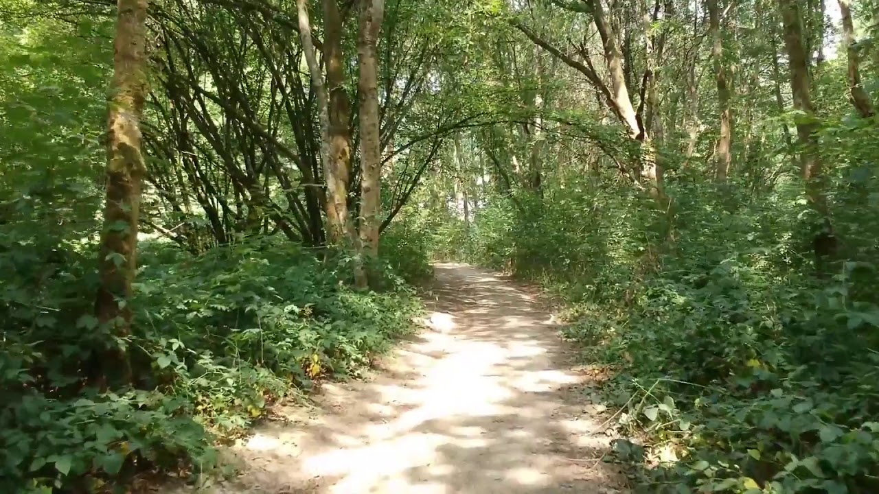 ORMAN YOLU 2 (HD) - STOK VİDEO