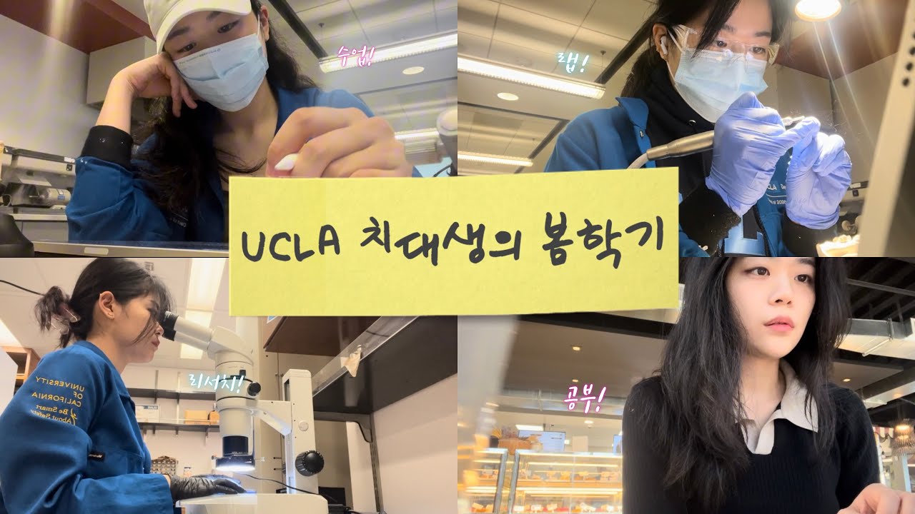 치대생의 봄학기 / 미국치대