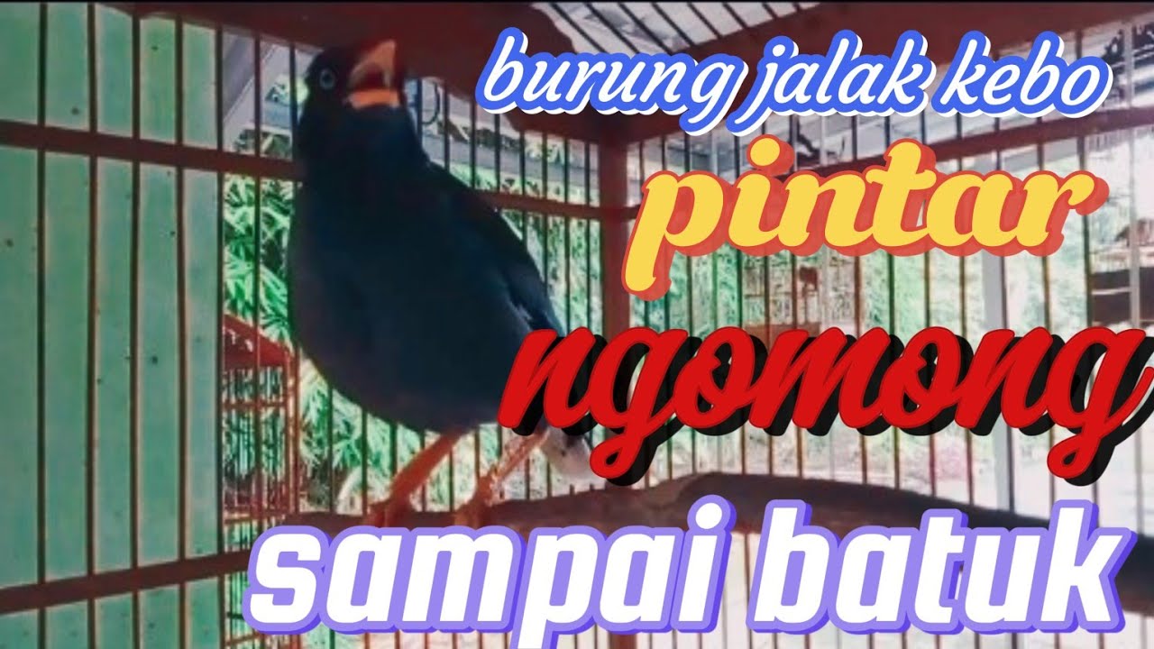 burung jalak kebo ngomong sampai batuk
