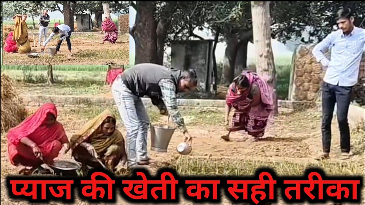 👉 प्याज की खेती कैसे करें | Onion Farming Full Process | किसान प्याज की खेती कैसे करते हैं