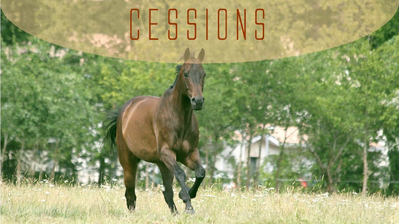 Mobiliser son cheval