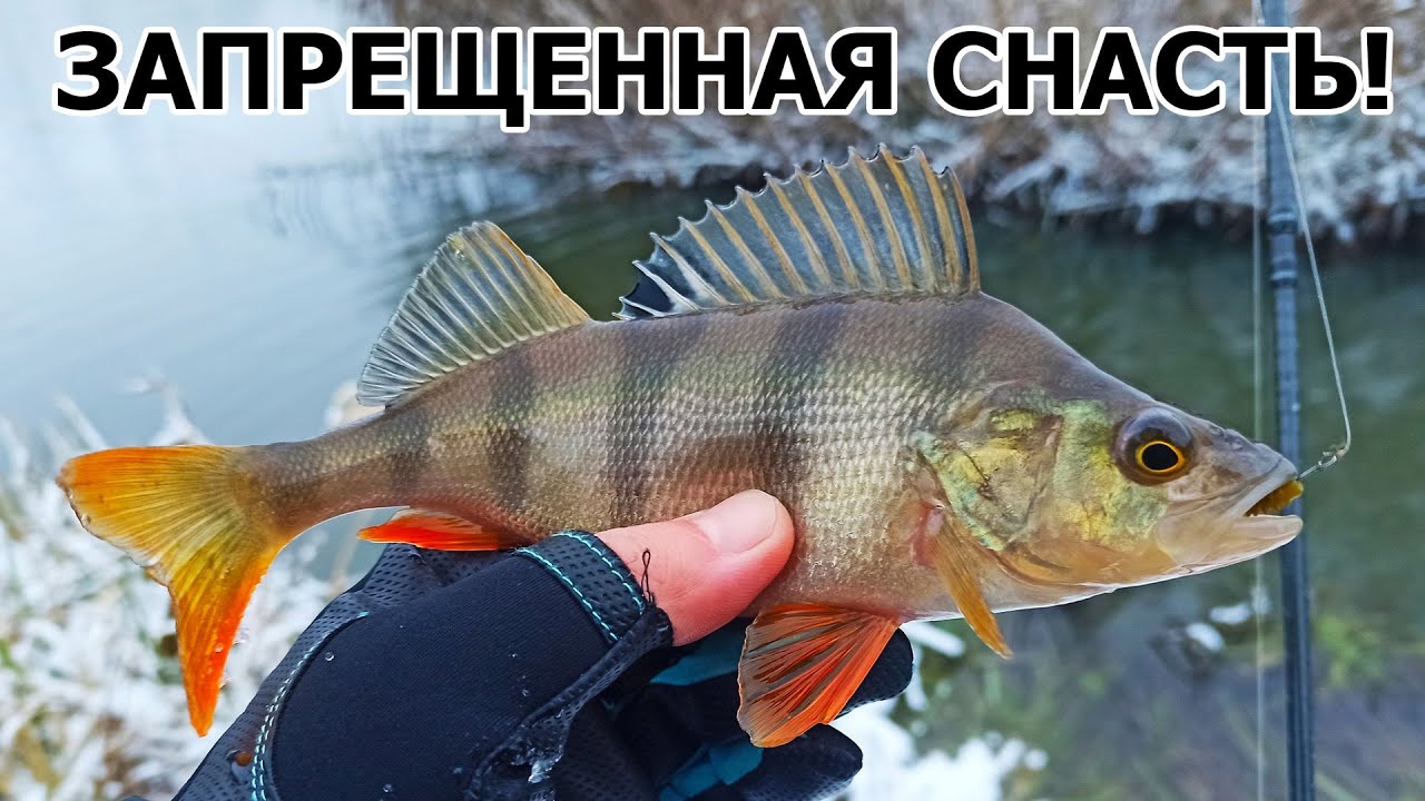 ЗАПРЕЩЕННАЯ СНАСТЬ НА ОКУНЯ! РЫБА БУДЕТ В ШОКЕ!