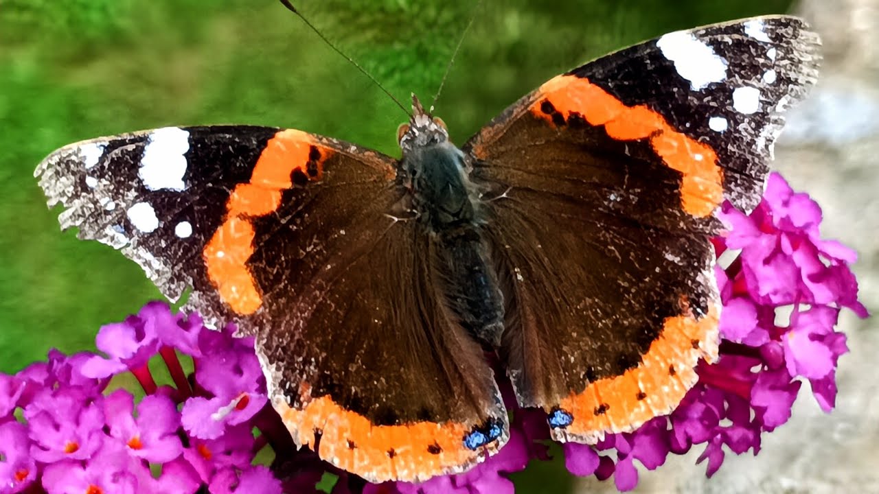 Save Nature For Future 🦋 #lovenature #inzo