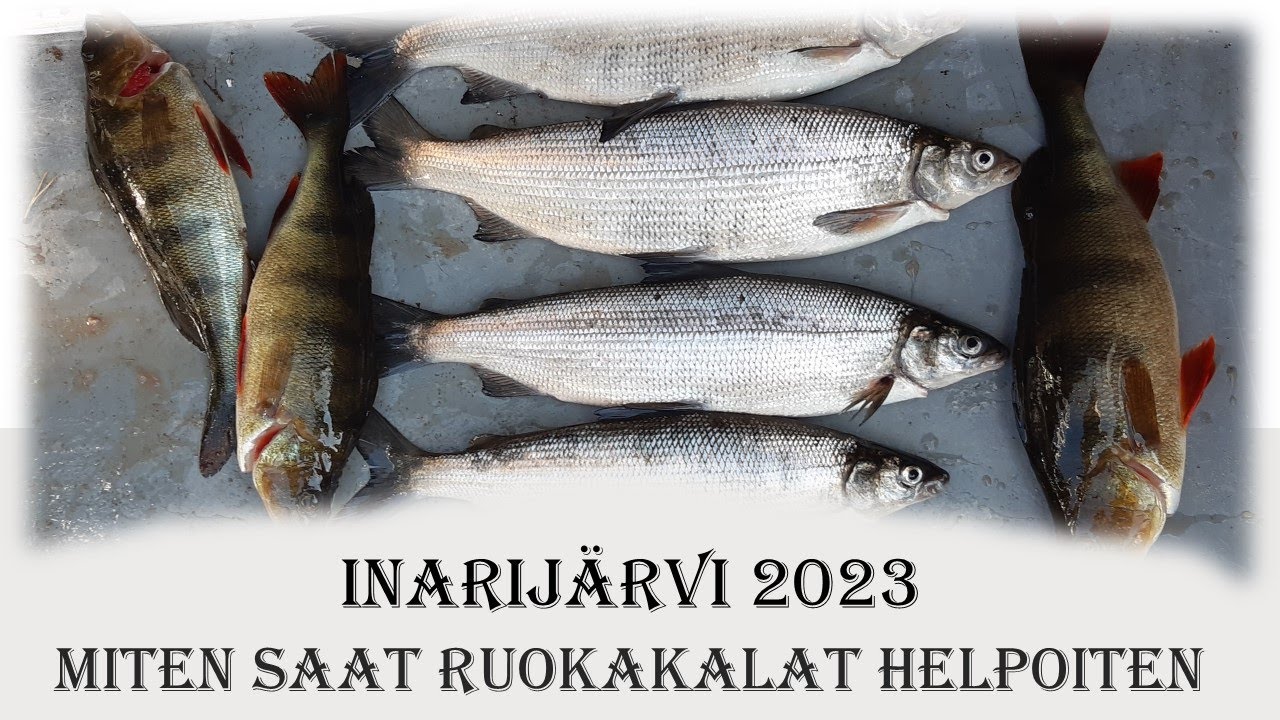 Inarijärvi 2023 / Miten saat ruokakalat / Feat Water Wolf 2.0