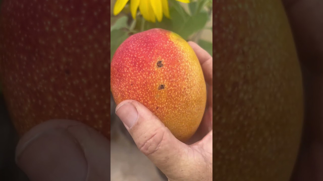 Mango 🥭 season coming in hot 🔥 #maui #mango #tropicalfruit