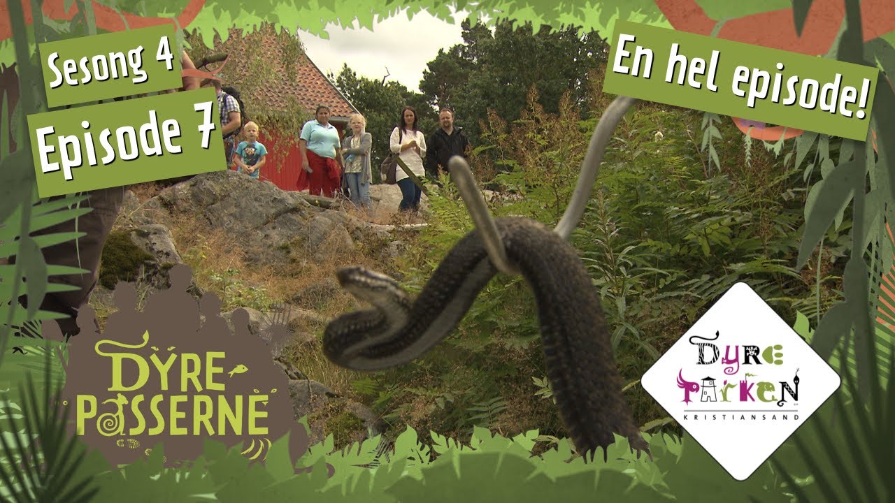Maria på huggormjakt | Dyrepasserne S4E7 | Dyreparken