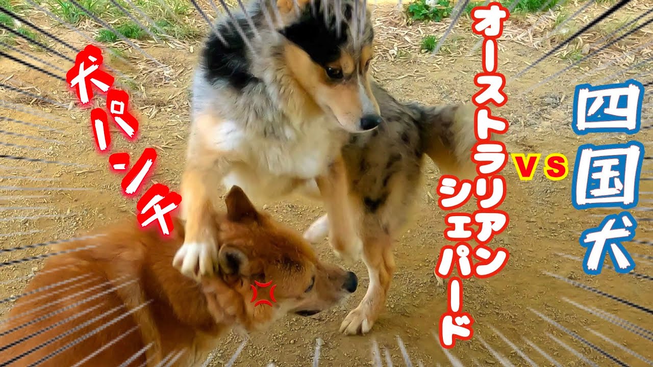 【犬社会勉強】オーストラリアンシェパード🆚四国犬