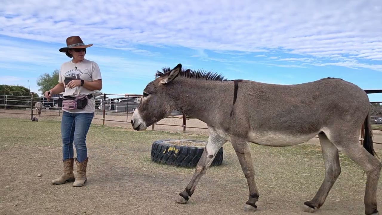 Working with Pablo on the tire 2/20 #donkey #donkeytraining 
