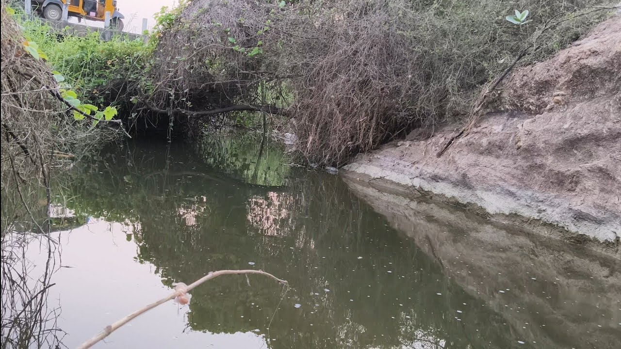 Hook Fishing in a Small Pond 🎣 Catching Different Types of Fish | Real Village Fishing”