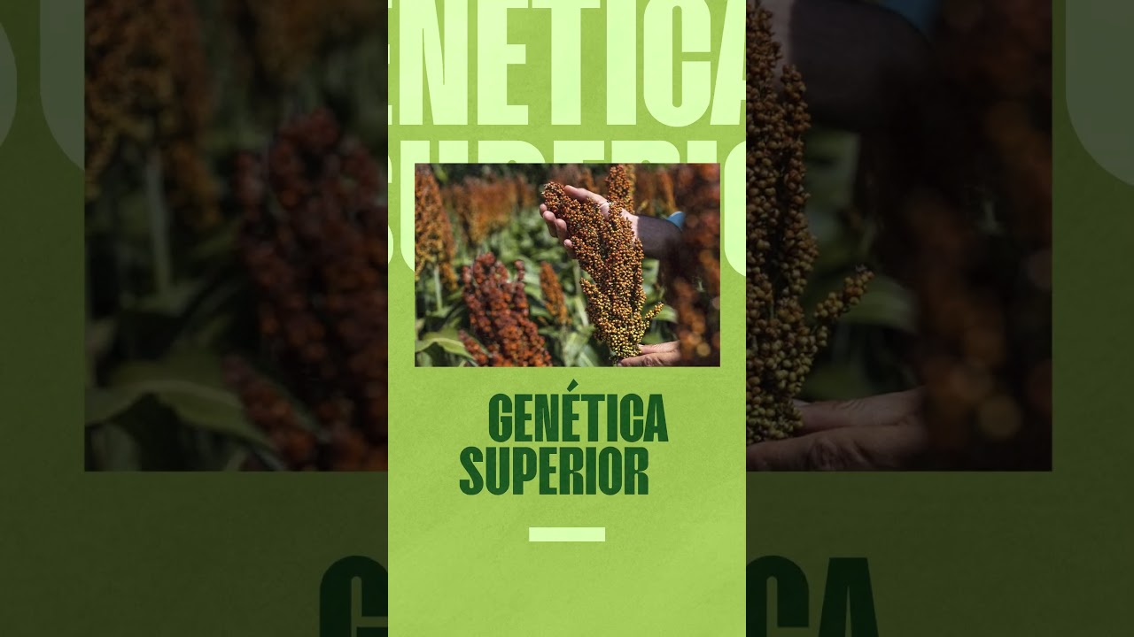 &Eacute; mais que sorgo, &eacute; Pioneer&reg;.