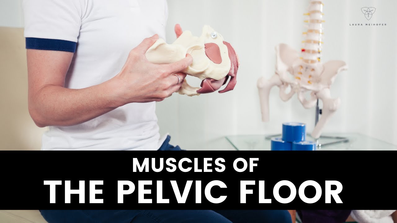 Wondering What Four Functions Are Accomplished by the Muscles of the Pelvic Floor?