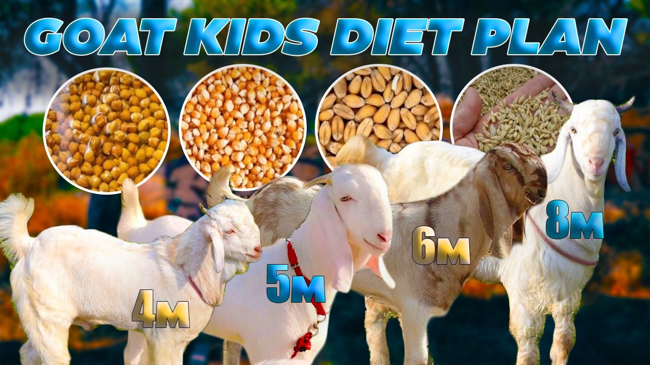 4 SE 12  MONTH KE BAKRO KA DIET PLAN