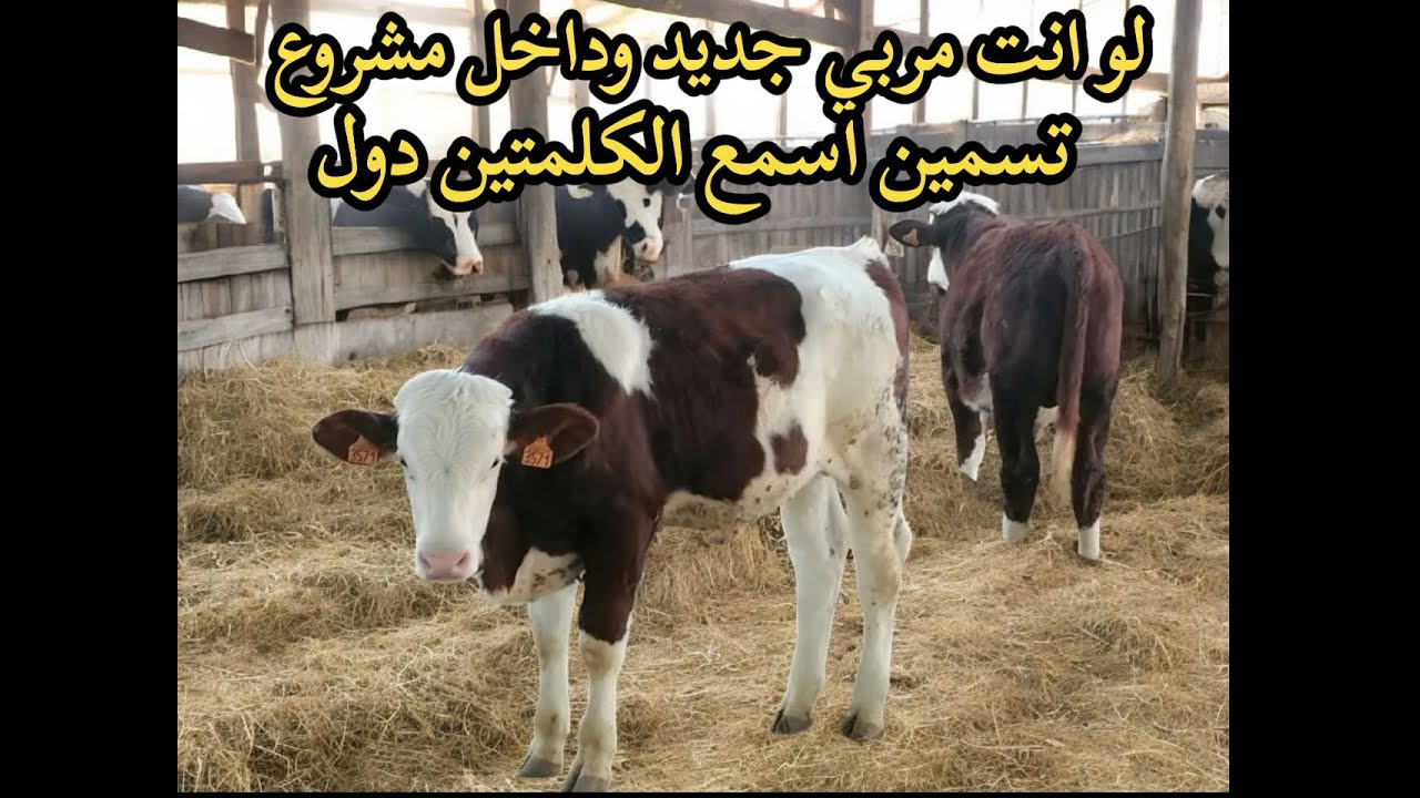 لو انت مربي جديد وداخل مشروع تسمين اسمع الكلمتين دول