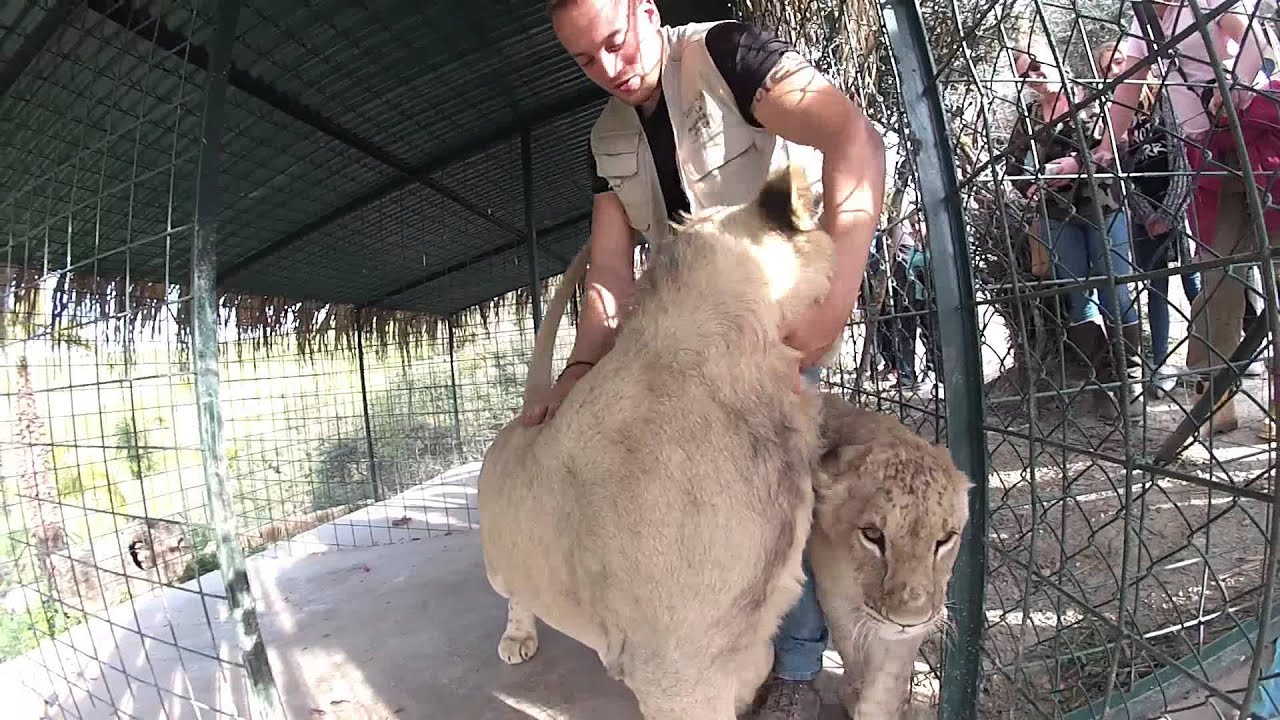 la pequeña africa Leones