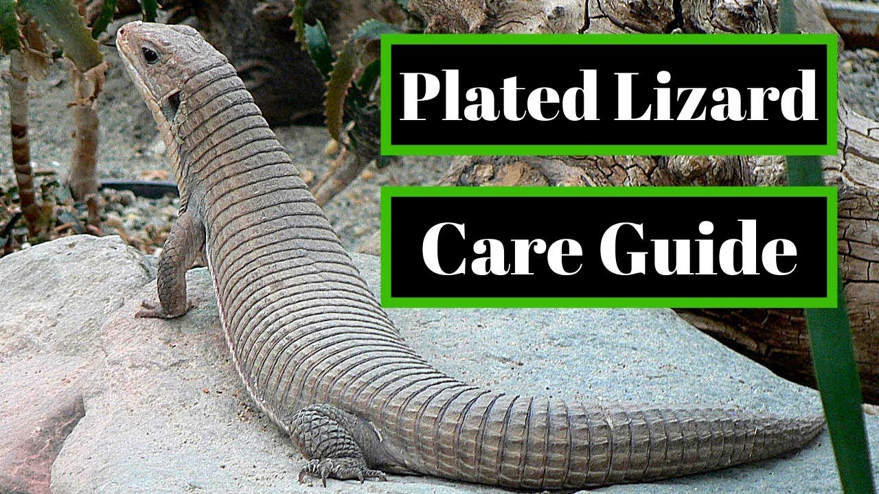 Sudan Plated Lizard Care Guide